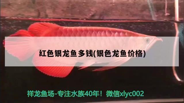 紅色銀龍魚多錢(銀色龍魚價(jià)格)