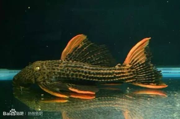 1米2缸養(yǎng)金龍需要哪些濾材,1.2米魚缸養(yǎng)金龍魚,濾材的選擇與搭配 龍魚百科 第2張 1米2缸養(yǎng)金龍需要哪些濾材,1.2米魚缸養(yǎng)金龍魚,濾材的選擇與搭配 1米2缸養(yǎng)金龍需要哪些濾材,1.2米魚缸養(yǎng)金龍魚,濾材的選擇與搭配 龍魚百科 第2張