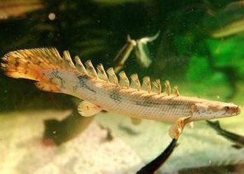 龍魚虎魚魚缸里擺放什么東西最好養(yǎng)：養(yǎng)龍魚和虎魚的魚缸最好選擇有足夠空間的，并且有足夠的過濾設(shè)備