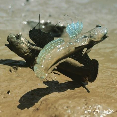 彈涂魚品種大全