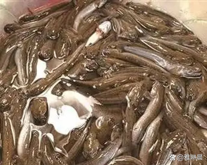 彈涂魚品種大全