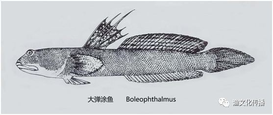 彈涂魚品種大全
