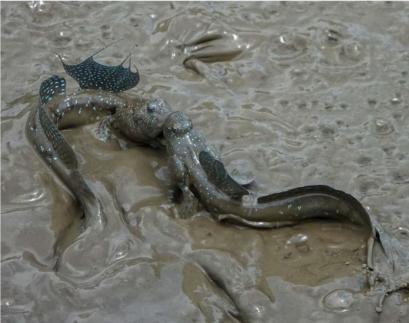 彈涂魚品種大全