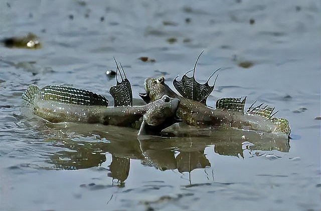 彈涂魚品種大全