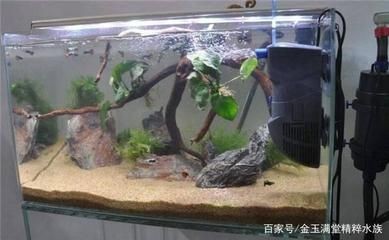 魚缸底砂對水質影響：魚缸底砂對水質的影響