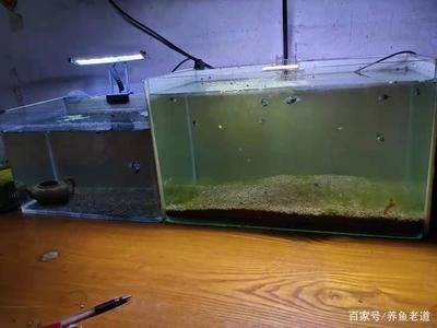 魚缸底砂對水質影響：魚缸底砂對水質的影響