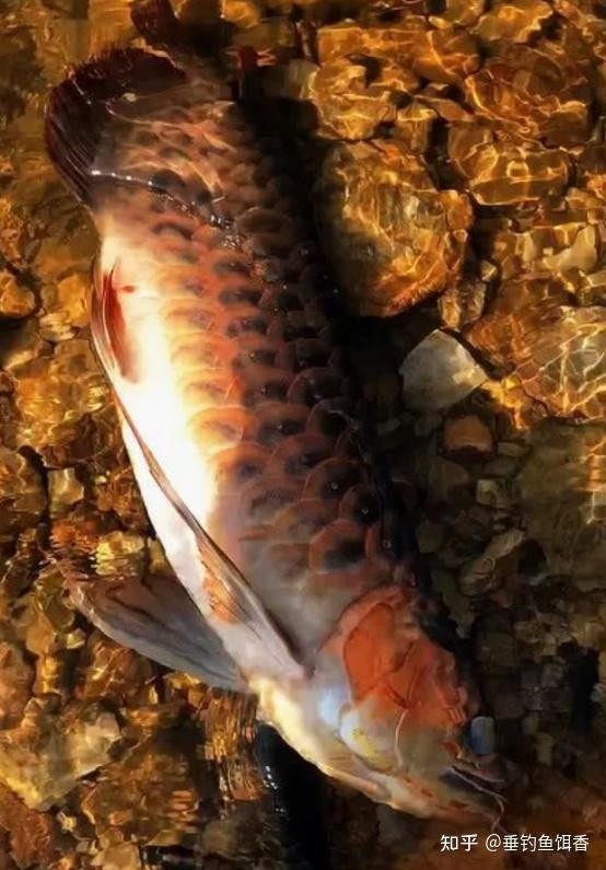 紅龍魚冠軍“老九”現在怎么樣？