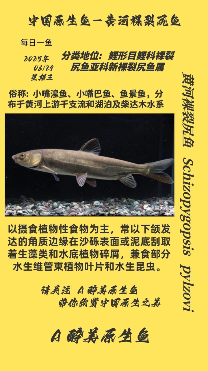 黃河裸裂尻魚
