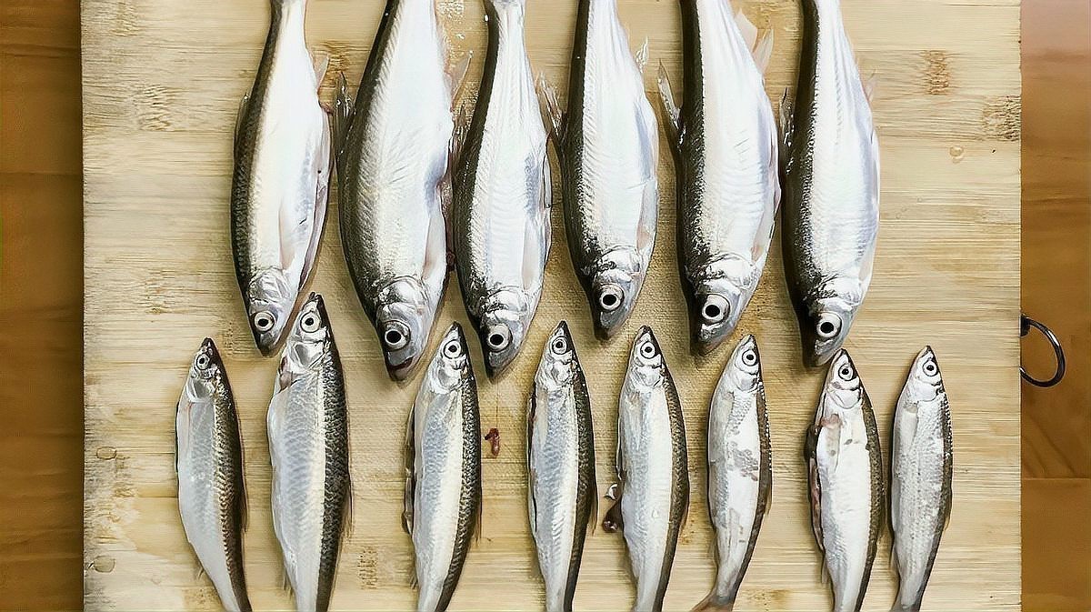 翹嘴魚是不是白七魚