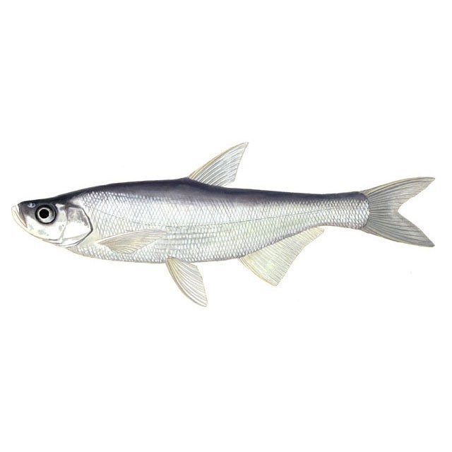 翹嘴魚是不是白七魚