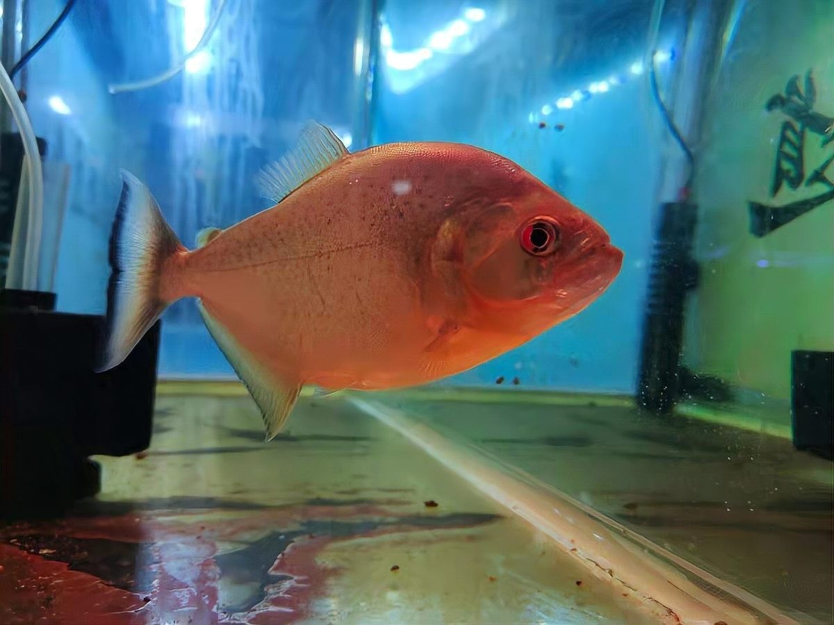如何判斷孔雀魚是否健康？ 如何判斷孔雀魚是否健康？ 2025長城杯龍魚大賽 第13張