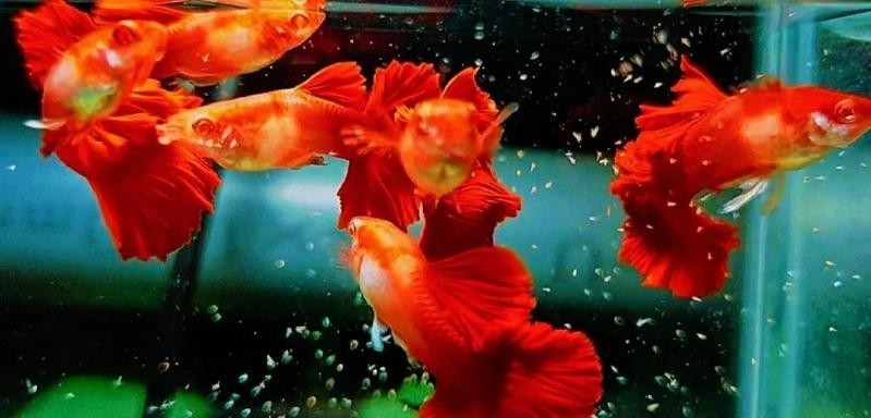 如何判斷孔雀魚是否健康？