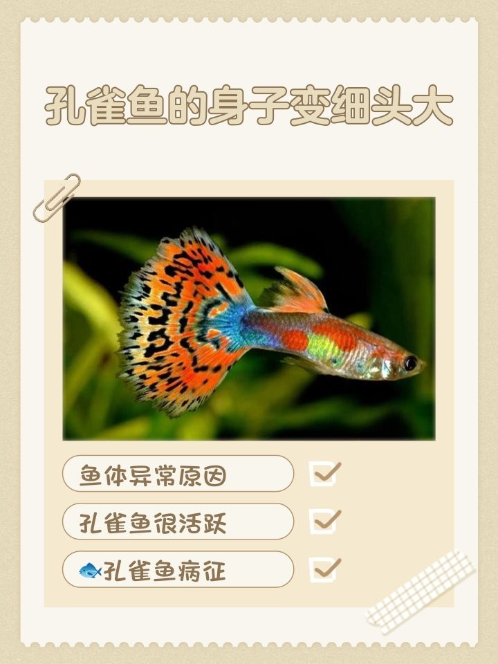 如何判斷孔雀魚是否健康？ 如何判斷孔雀魚是否健康？ 2025長城杯龍魚大賽 第5張