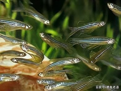 如何判斷孔雀魚是否健康？ 如何判斷孔雀魚是否健康？ 2025長城杯龍魚大賽 第15張