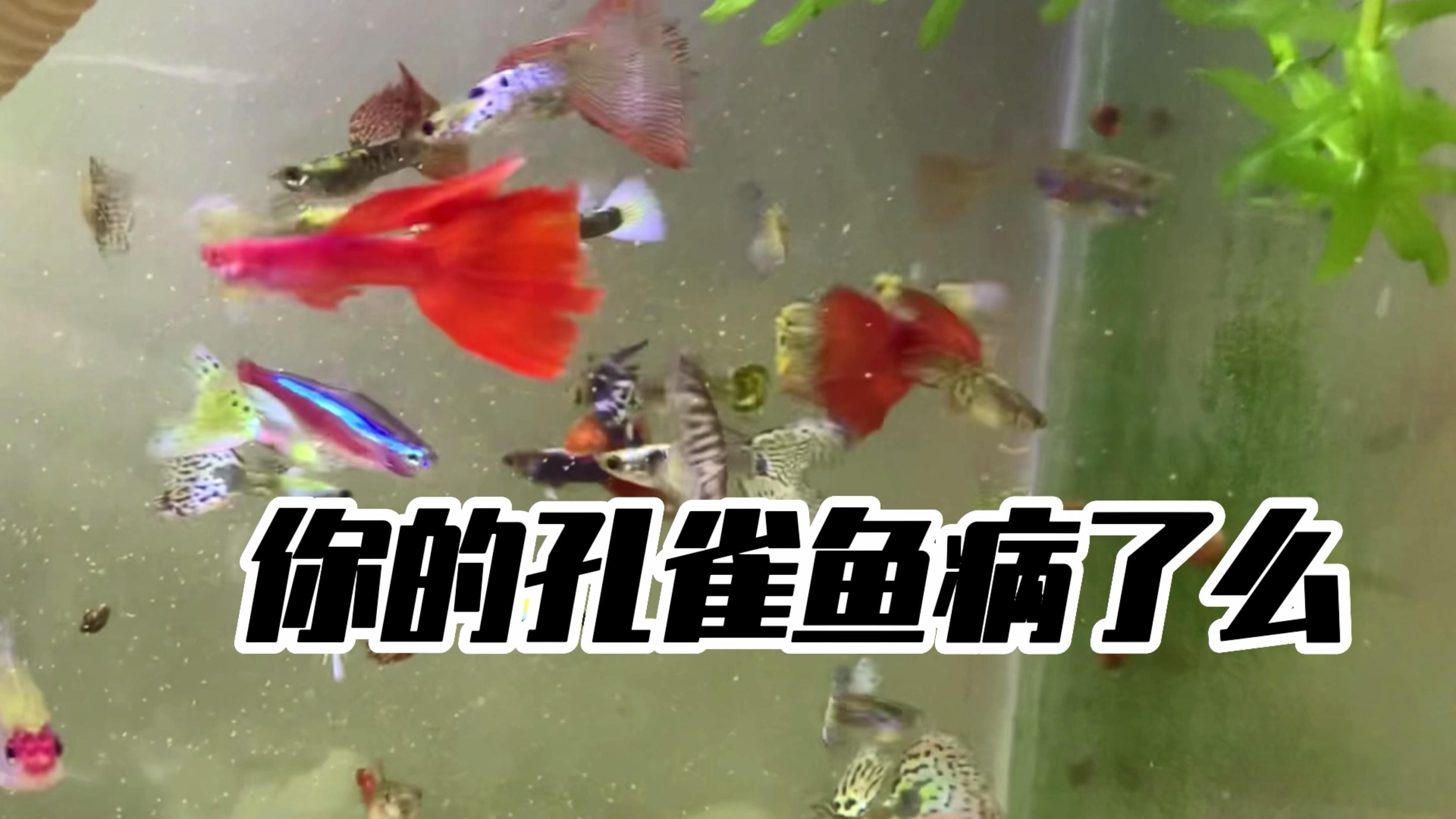 如何判斷孔雀魚是否健康？