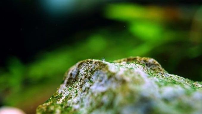 觀賞魚缸燈需要24小時亮著24小時亮著生理機能過度照明：光照對魚缸生活的影響