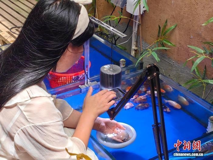 介紹一下閩侯金魚