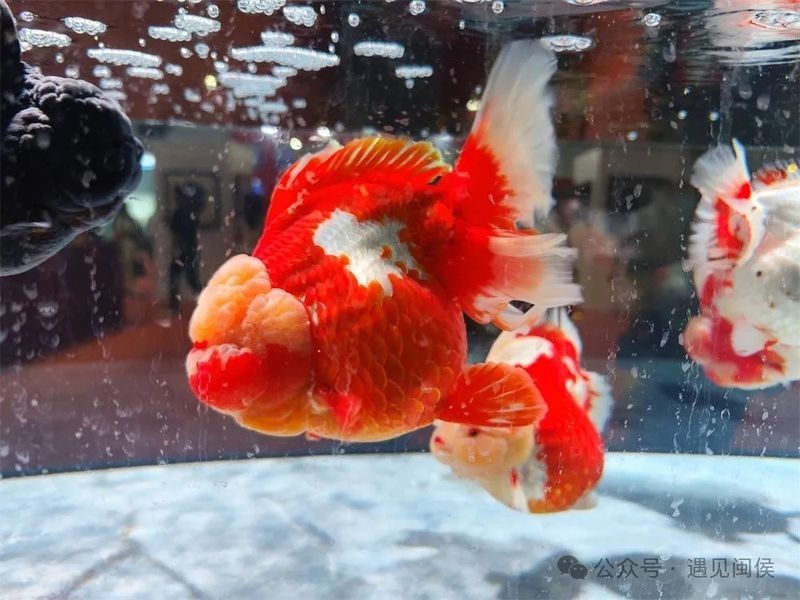 介紹一下閩侯金魚