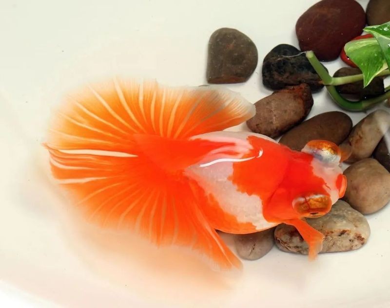 介紹一下閩侯金魚