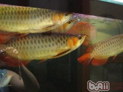 和龍魚混養的魚能吃嗎