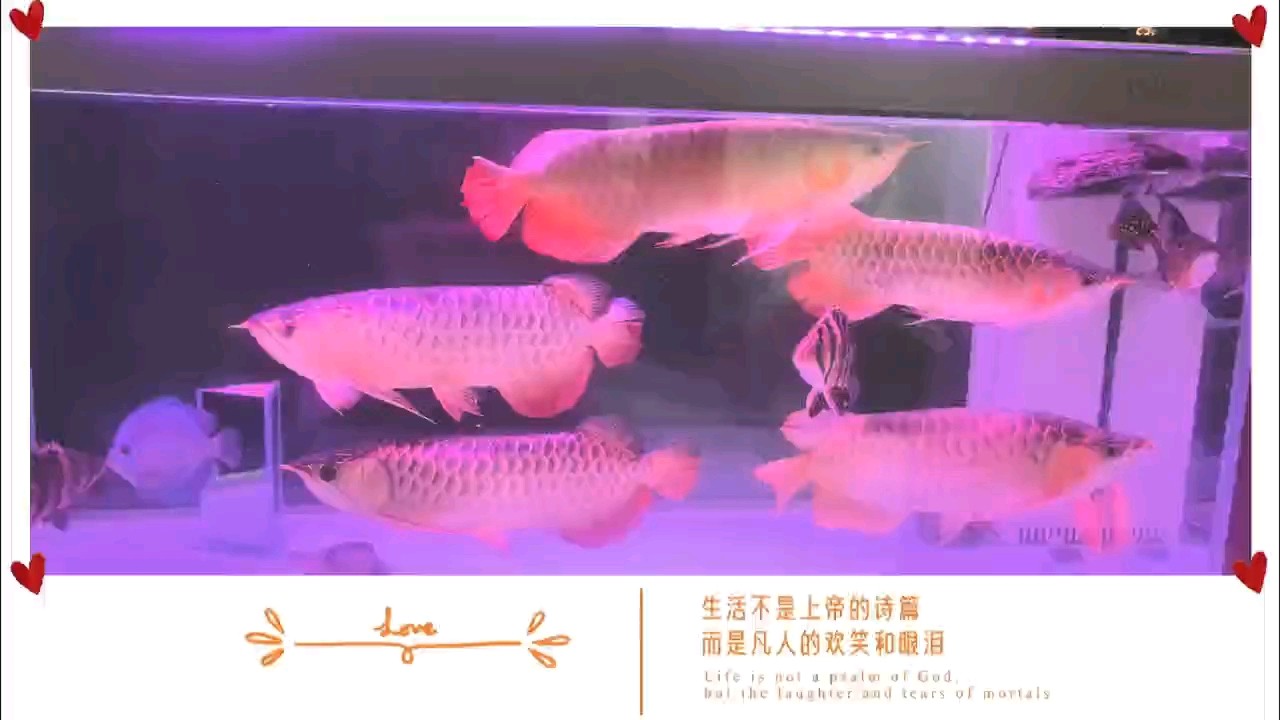 五龍缸 五龍缸 龍魚論壇 第1張