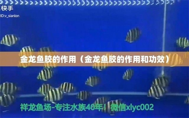 金龍魚膠有幾種口味（如何挑選優質金龍魚膠）