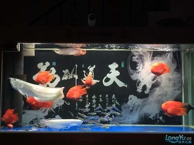 龍魚的養(yǎng)殖密度：關(guān)于龍魚養(yǎng)殖密度的問(wèn)題 龍魚的養(yǎng)殖密度：關(guān)于龍魚養(yǎng)殖密度的問(wèn)題 龍魚百科 第1張