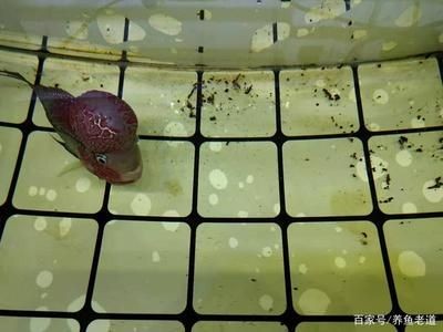 龍魚吞咽困難怎么治療：龍魚吞咽困難怎么辦