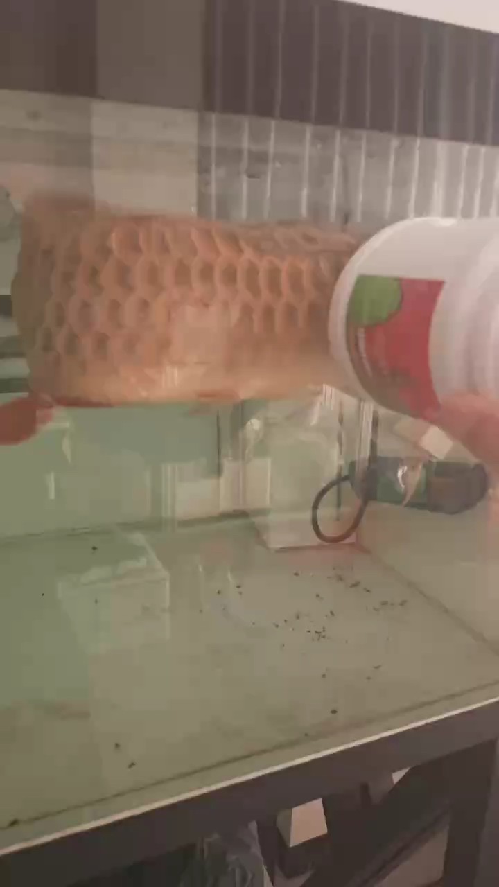 每天一炮 每天一炮 龍魚論壇 第1張