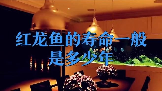 哪種類型的紅龍魚壽命最長？
