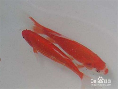 紅鯉魚在魚缸里亂竄的原因：紅鯉魚在魚缸里亂竄可能由多種因素引起紅鯉魚的營(yíng)養(yǎng)
