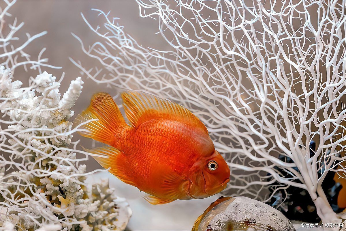 龍魚餓久了會認主人嗎