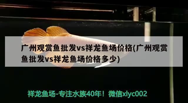 銀龍魚和什么魚混養好視頻講解圖片大全（銀龍魚和什么魚混養好視頻講解圖片大全）