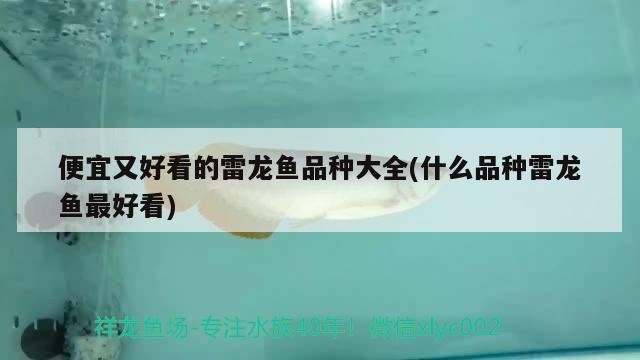 銀龍魚和什么魚混養好視頻講解圖片大全（銀龍魚和什么魚混養好視頻講解圖片大全）