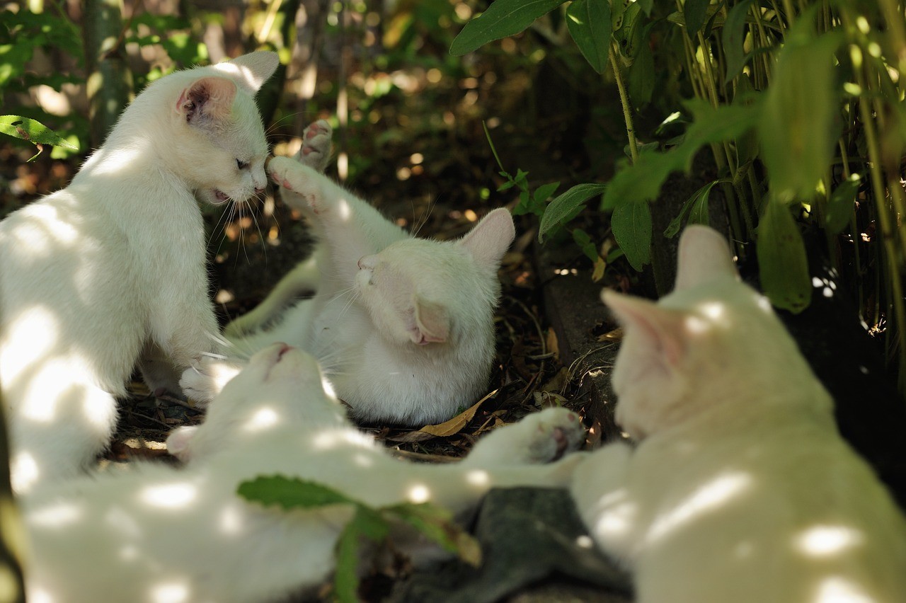 白化銀龍魚和雪龍魚的區(qū)別是什么意思（白化銀龍魚和雪龍魚的區(qū)別是什么意思）