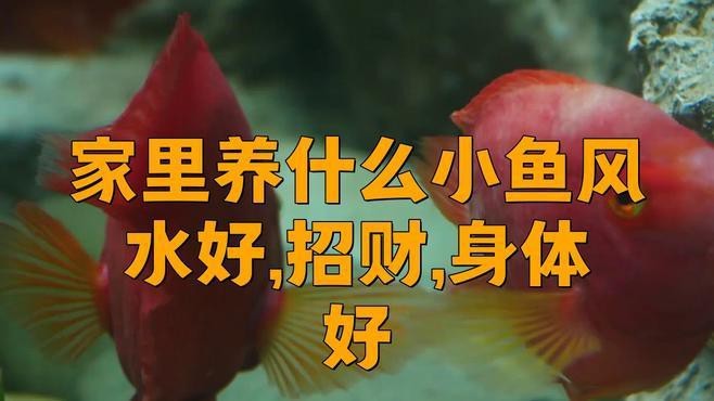 除了龍魚，還有哪些風(fēng)水魚 除了龍魚，還有哪些風(fēng)水魚 龍魚論壇 第3張