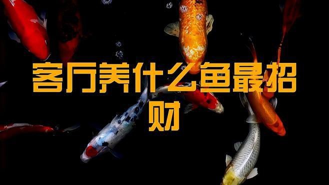 除了龍魚，還有哪些風(fēng)水魚 除了龍魚，還有哪些風(fēng)水魚 龍魚論壇 第6張