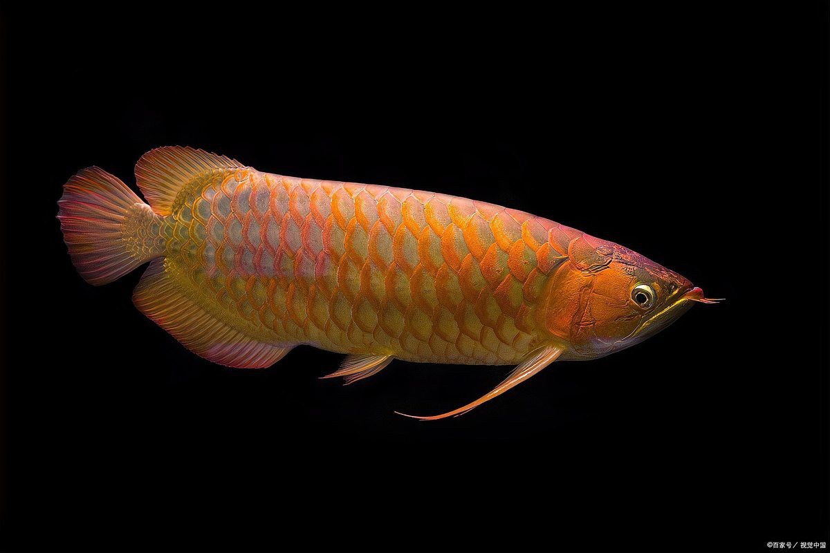 銀龍魚飼養(yǎng)成本高嗎？