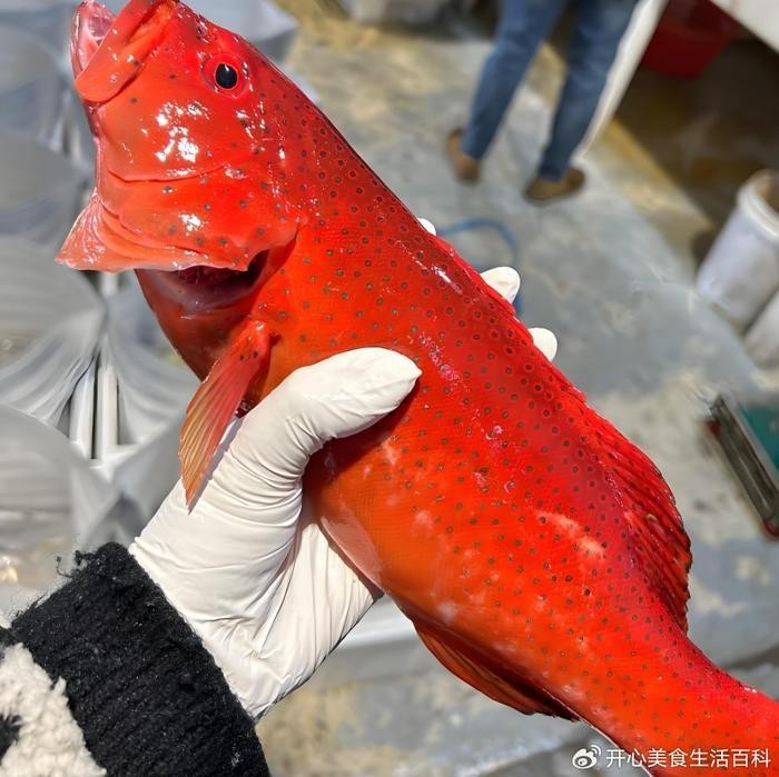 東星斑為什么這么貴