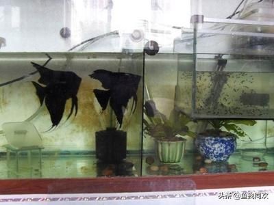 繁殖期魚缸布置技巧：繁殖期的魚缸布置技巧