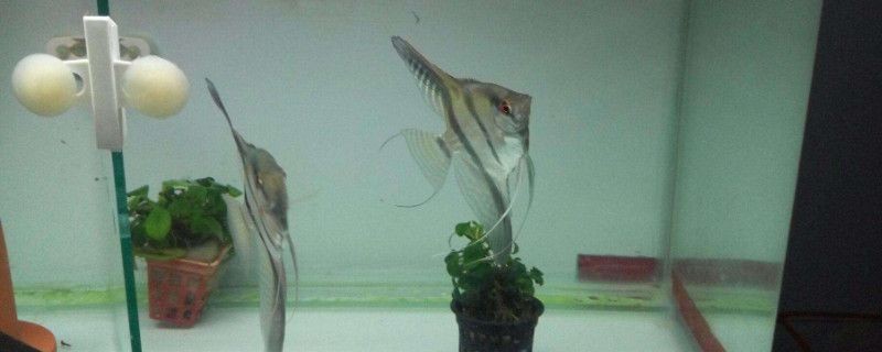 繁殖期魚缸布置技巧：繁殖期的魚缸布置技巧