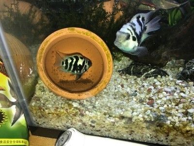 繁殖期魚缸布置技巧：繁殖期的魚缸布置技巧