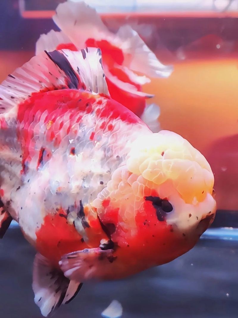 2025年福魚(yú)大賽的籌備進(jìn)展