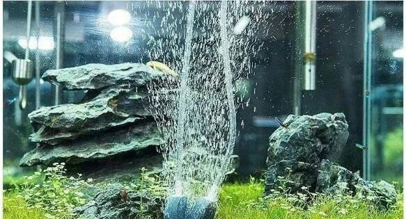 銀龍魚體型(銀龍魚體型挑選)
