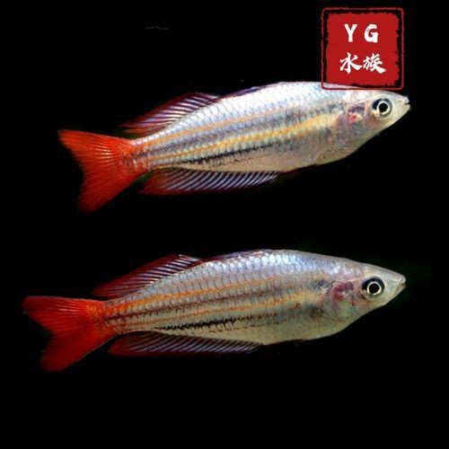 紅尾美人魚圖片 龍魚論壇 第1張 紅尾美人魚圖片 紅尾美人魚圖片 龍魚論壇 第1張