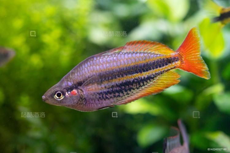 紅尾美人魚圖片 龍魚論壇 第3張 紅尾美人魚圖片 紅尾美人魚圖片 龍魚論壇 第3張