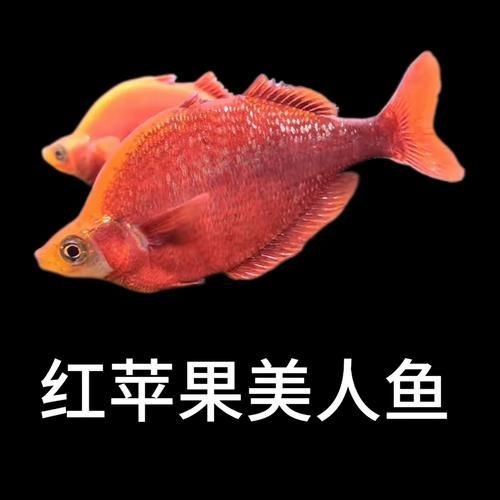 紅尾美人魚圖片 龍魚論壇 第6張 紅尾美人魚圖片 紅尾美人魚圖片 龍魚論壇 第6張