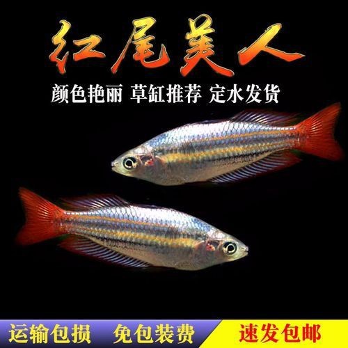 紅尾美人魚圖片 龍魚論壇 第4張 紅尾美人魚圖片 紅尾美人魚圖片 龍魚論壇 第4張