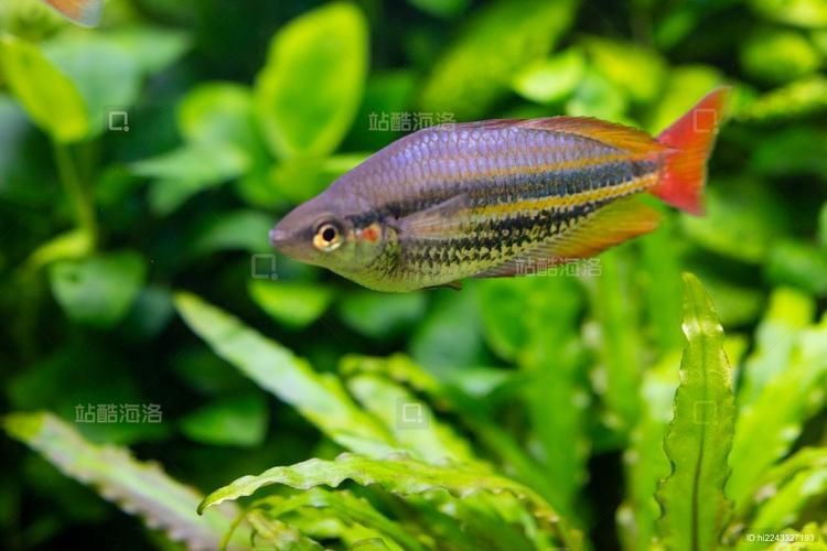 紅尾美人魚圖片 龍魚論壇 第5張 紅尾美人魚圖片 紅尾美人魚圖片 龍魚論壇 第5張
