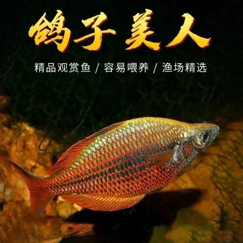 紅尾美人魚圖片 龍魚論壇 第8張 紅尾美人魚圖片 紅尾美人魚圖片 龍魚論壇 第8張